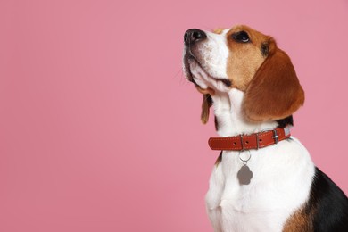 Photo of Adorable Beagle dog in stylish collar with metal tag on pink background. Space for text