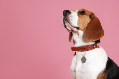 Adorable Beagle dog in stylish collar with metal tag on pink background. Space for text