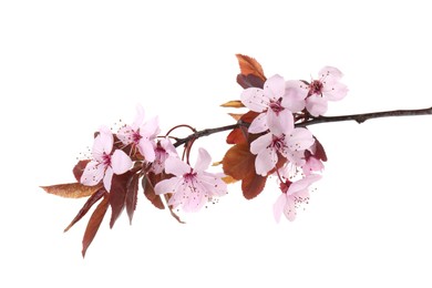 Photo of Spring tree branch with beautiful blossoms isolated on white