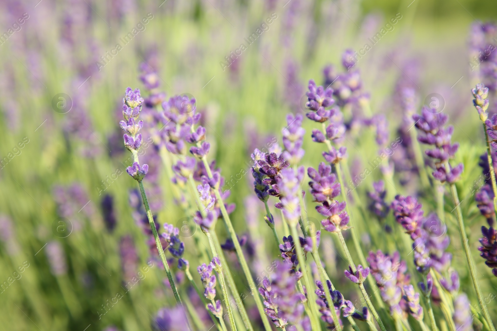 Photo of Beautiful blooming lavender growing in field, closeup. Space for text