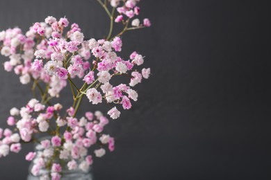 Photo of Beautiful dyed gypsophila on dark grey background. Space for text