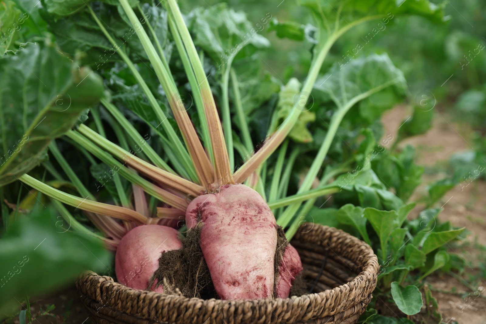 Photo of Fresh white beet plants in wicker basket outdoors, closeup