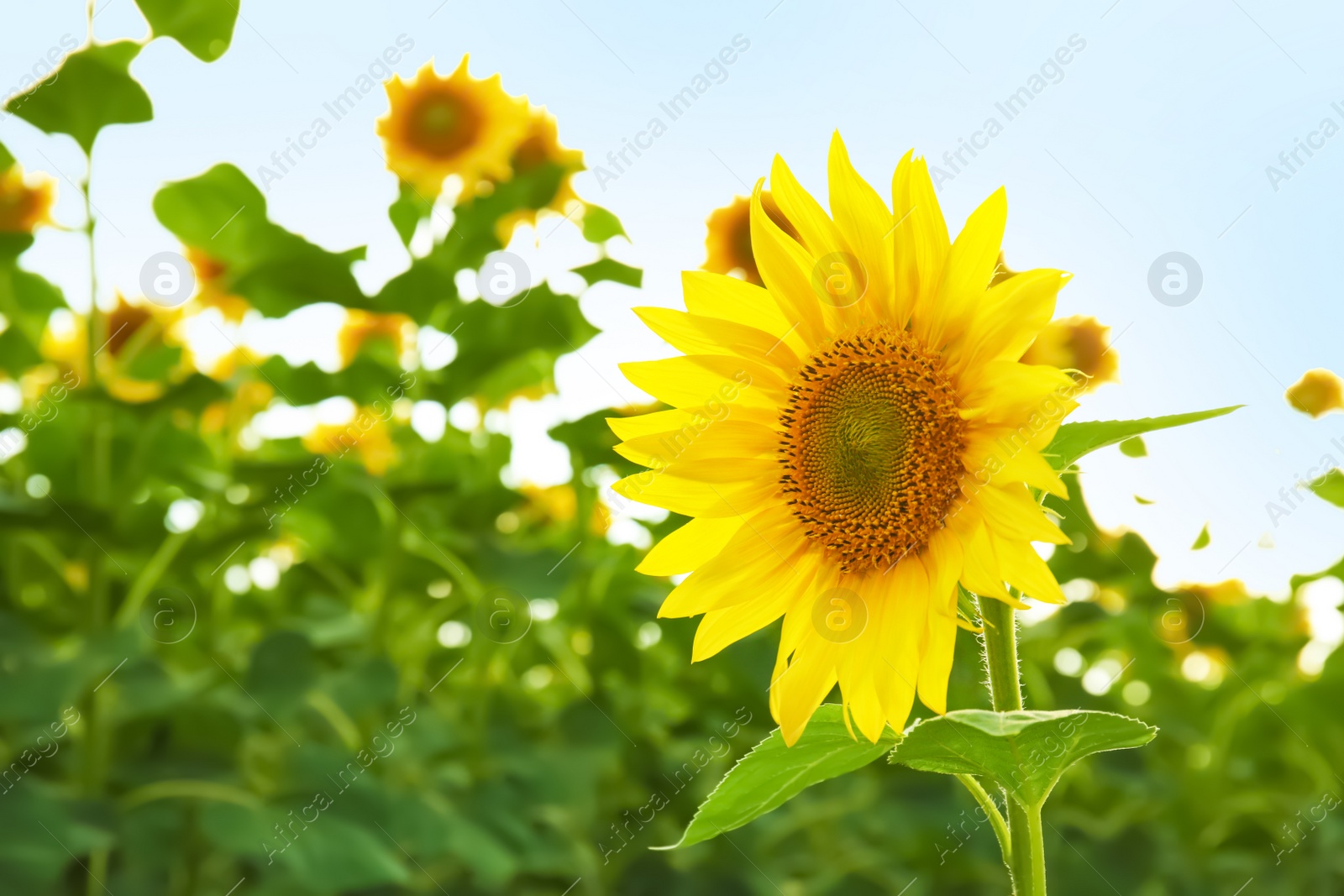 Photo of Yellow sunflower in summer field, closeup