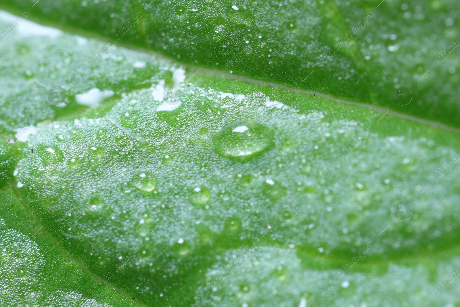 Photo of Texture of green leaf with water drops as background, macro view