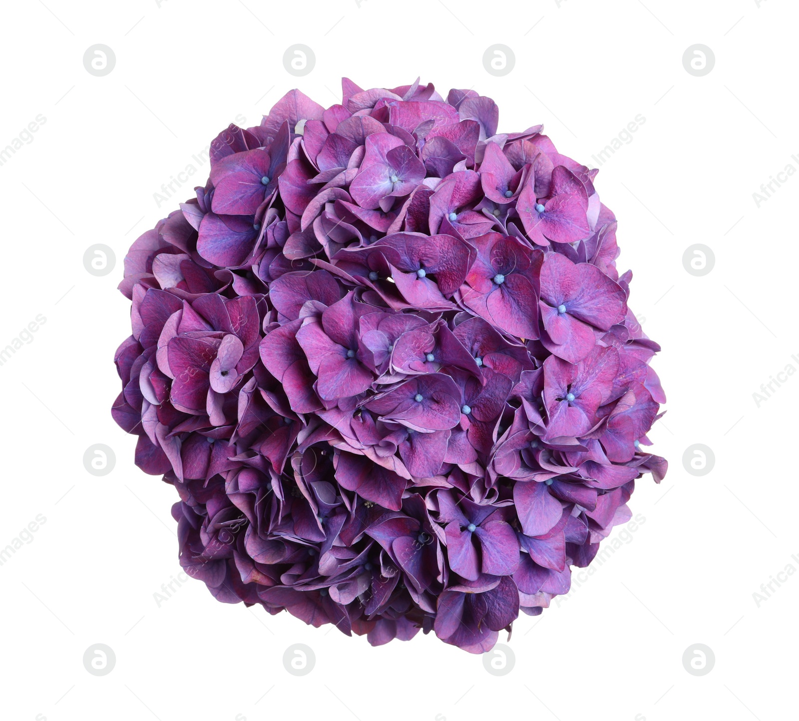 Photo of Delicate violet hortensia flowers on white background, top view