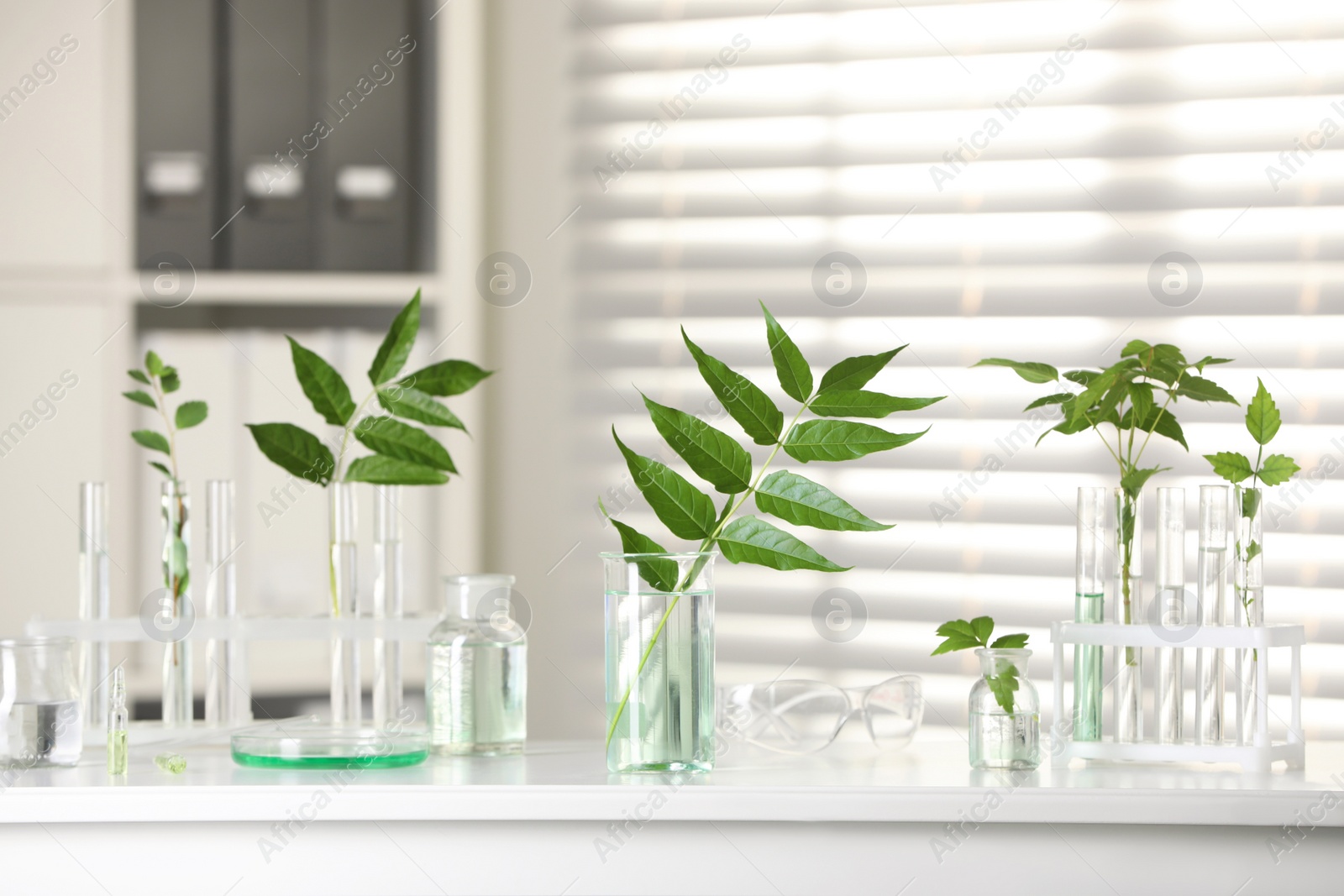 Photo of Laboratory glassware with plants on white table