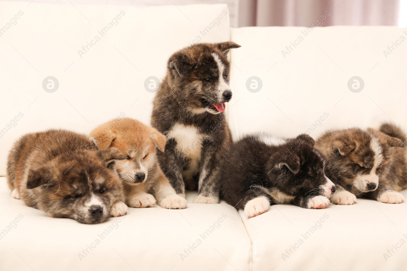 Photo of Cute Akita inu puppies on sofa indoors. Friendly dogs