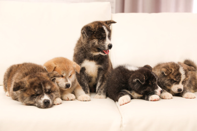 Cute Akita inu puppies on sofa indoors. Friendly dogs