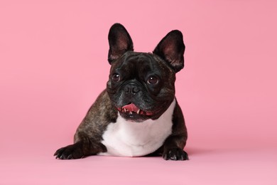 Photo of Adorable French Bulldog on pink background. Lovely pet