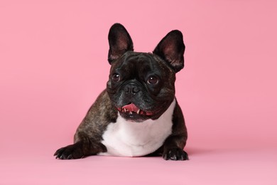 Adorable French Bulldog on pink background. Lovely pet