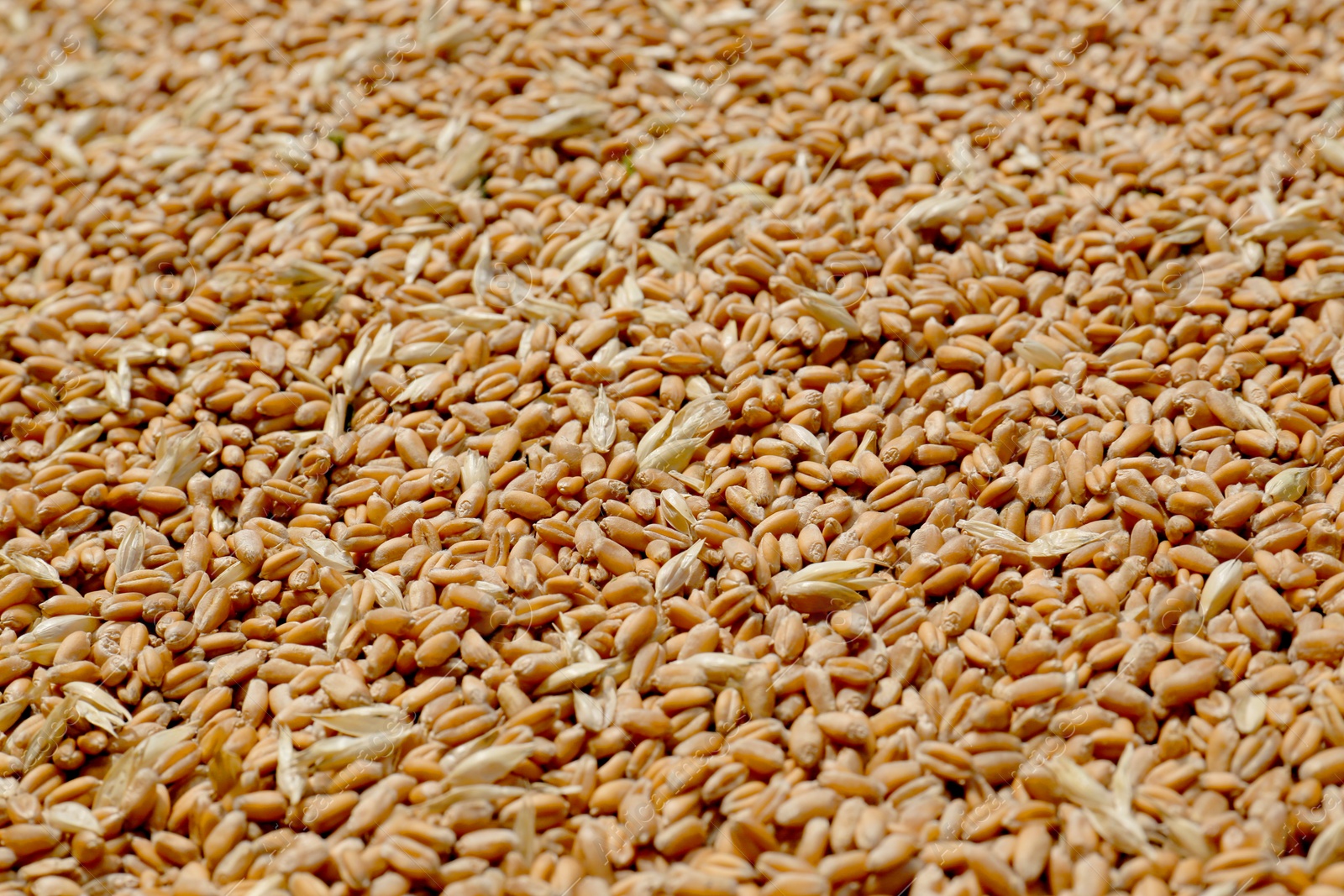 Photo of Pile of wheat grains as background, closeup