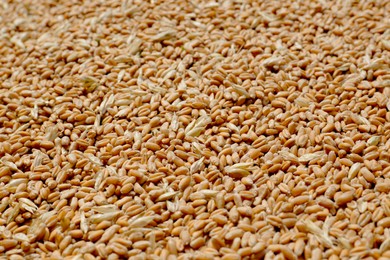 Photo of Pile of wheat grains as background, closeup