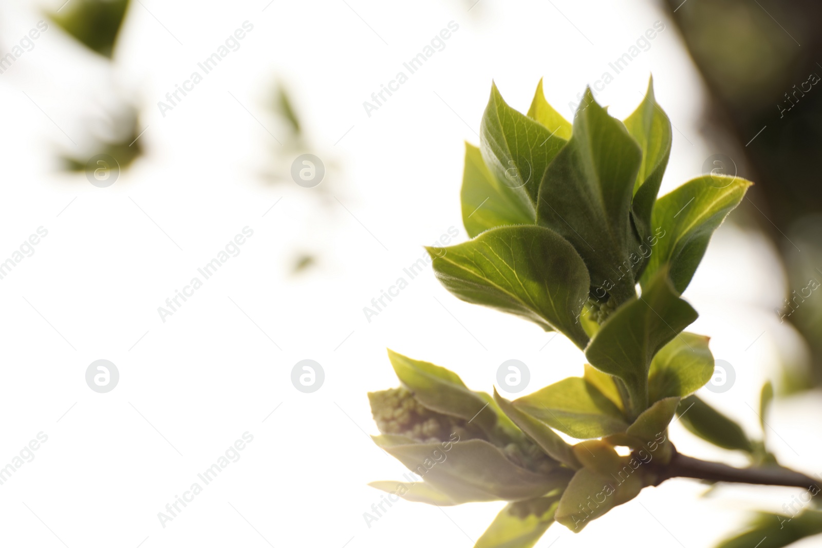 Photo of Closeup view of shrub with young leaves outdoors on spring day
