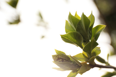 Closeup view of shrub with young leaves outdoors on spring day