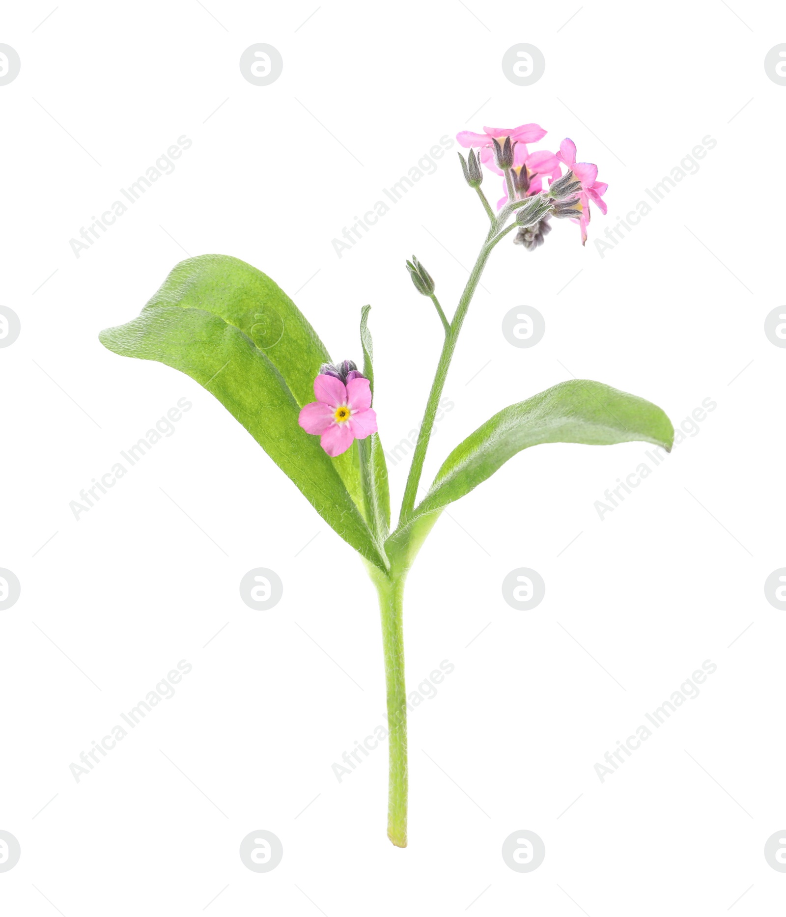 Photo of Beautiful pink Forget-me-not flowers isolated on white