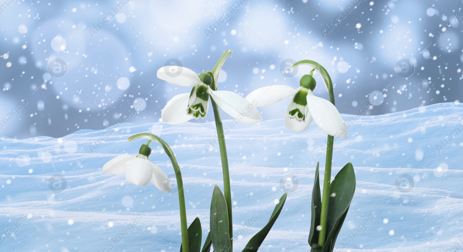 Image of Beautiful tender snowdrops outdoors, banner design. First spring flowers