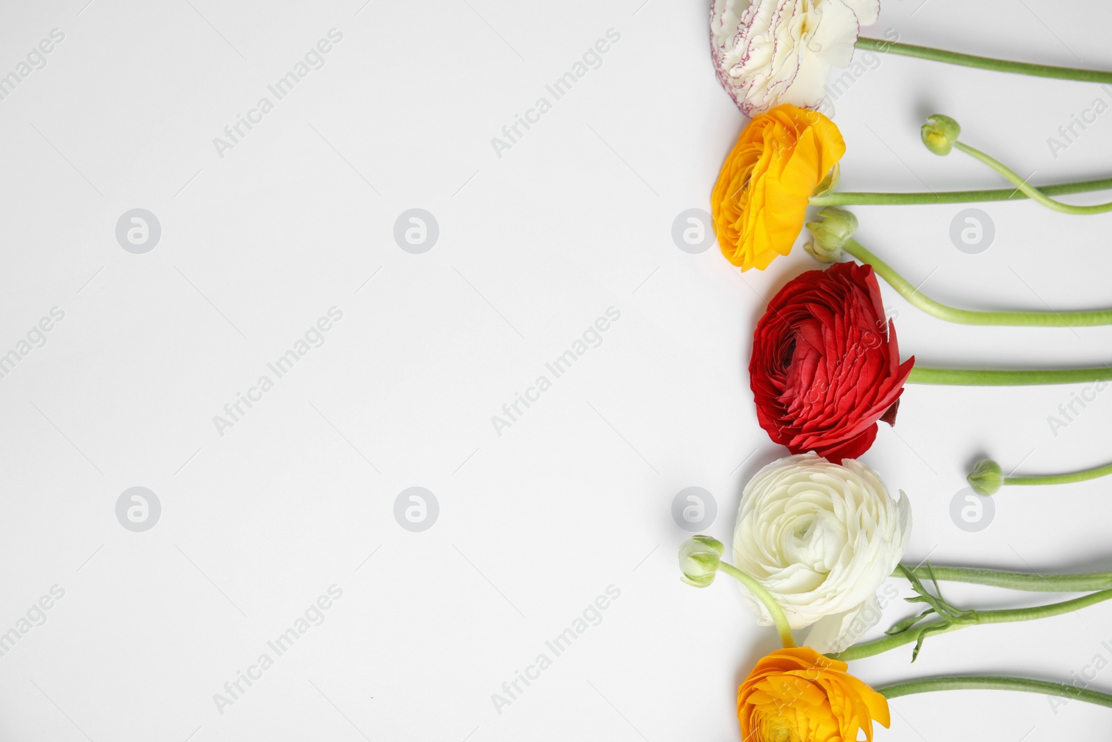 Photo of Beautiful ranunculus flowers on white background, top view