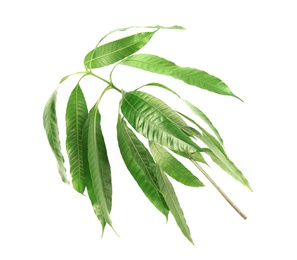 Photo of Branch of mango tree with green leaves on white background