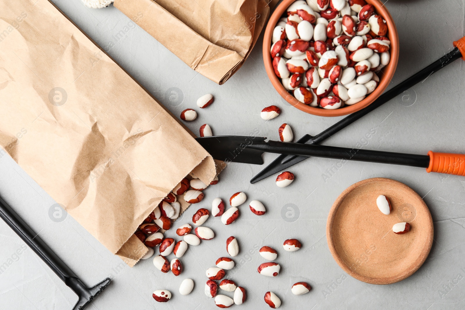 Photo of Paper bag with raw beans and gardening tools on grey table, flat lay. Vegetable seeds