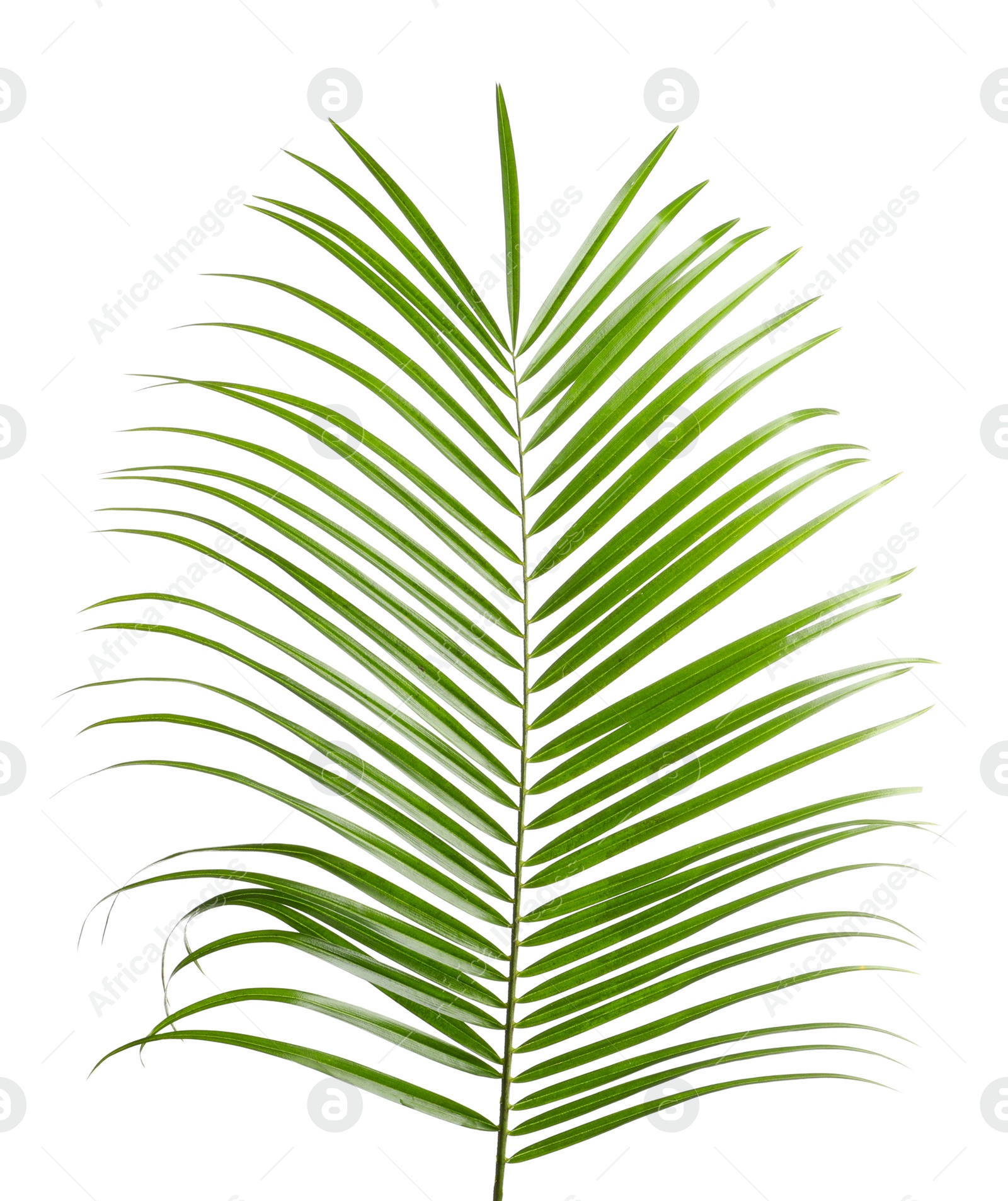 Photo of Beautiful tropical Sago palm leaf on white background