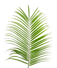 Photo of Beautiful tropical Sago palm leaf on white background