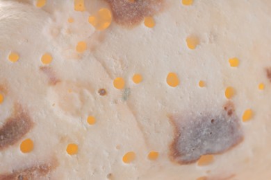 Photo of Texture of seashell as background, closeup view