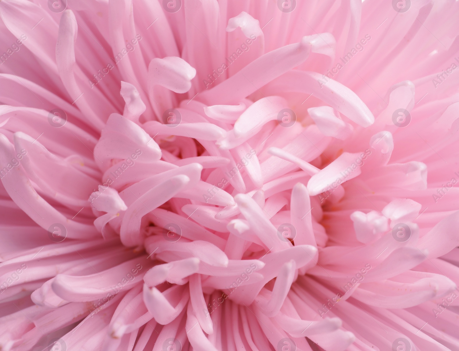 Photo of Beautiful aster flower as background, closeup view