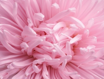 Photo of Beautiful aster flower as background, closeup view