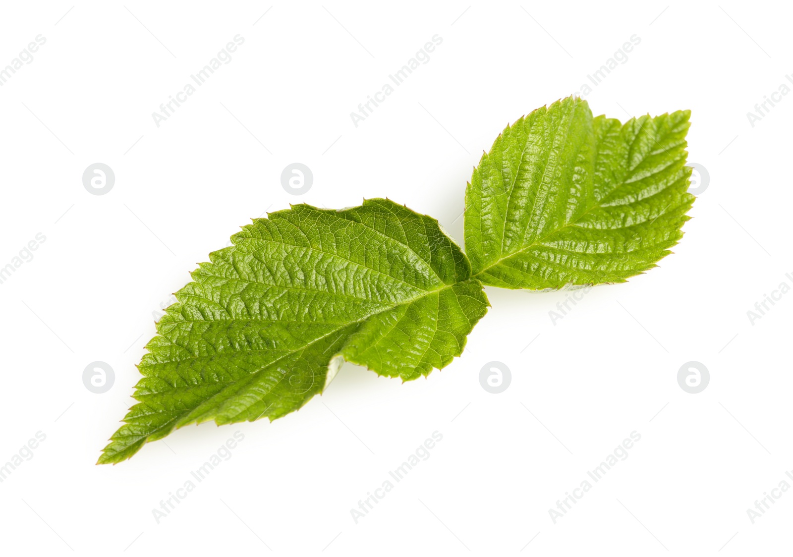 Photo of Fresh green blackberry leaves isolated on white