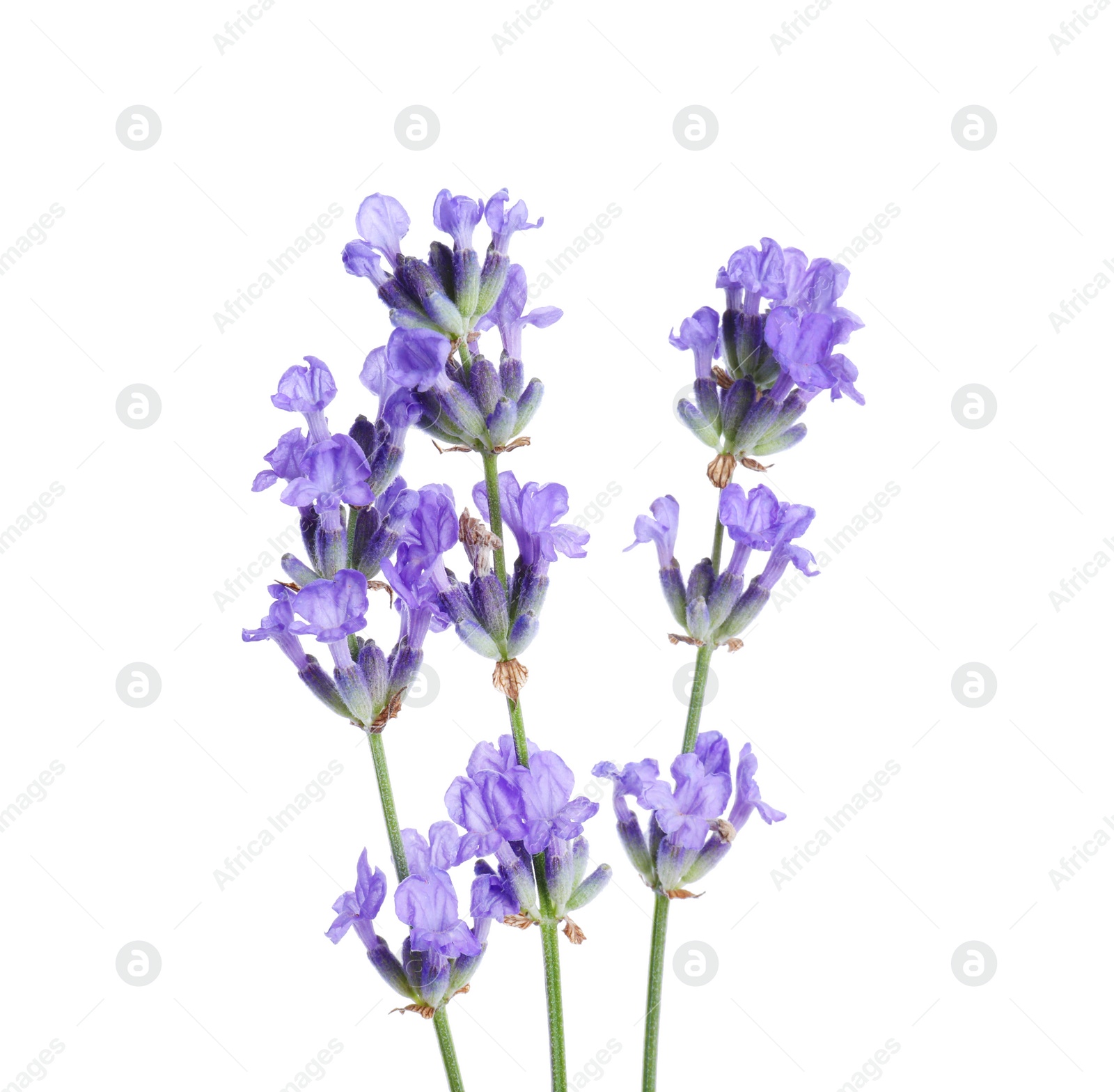 Photo of Beautiful blooming lavender flowers isolated on white