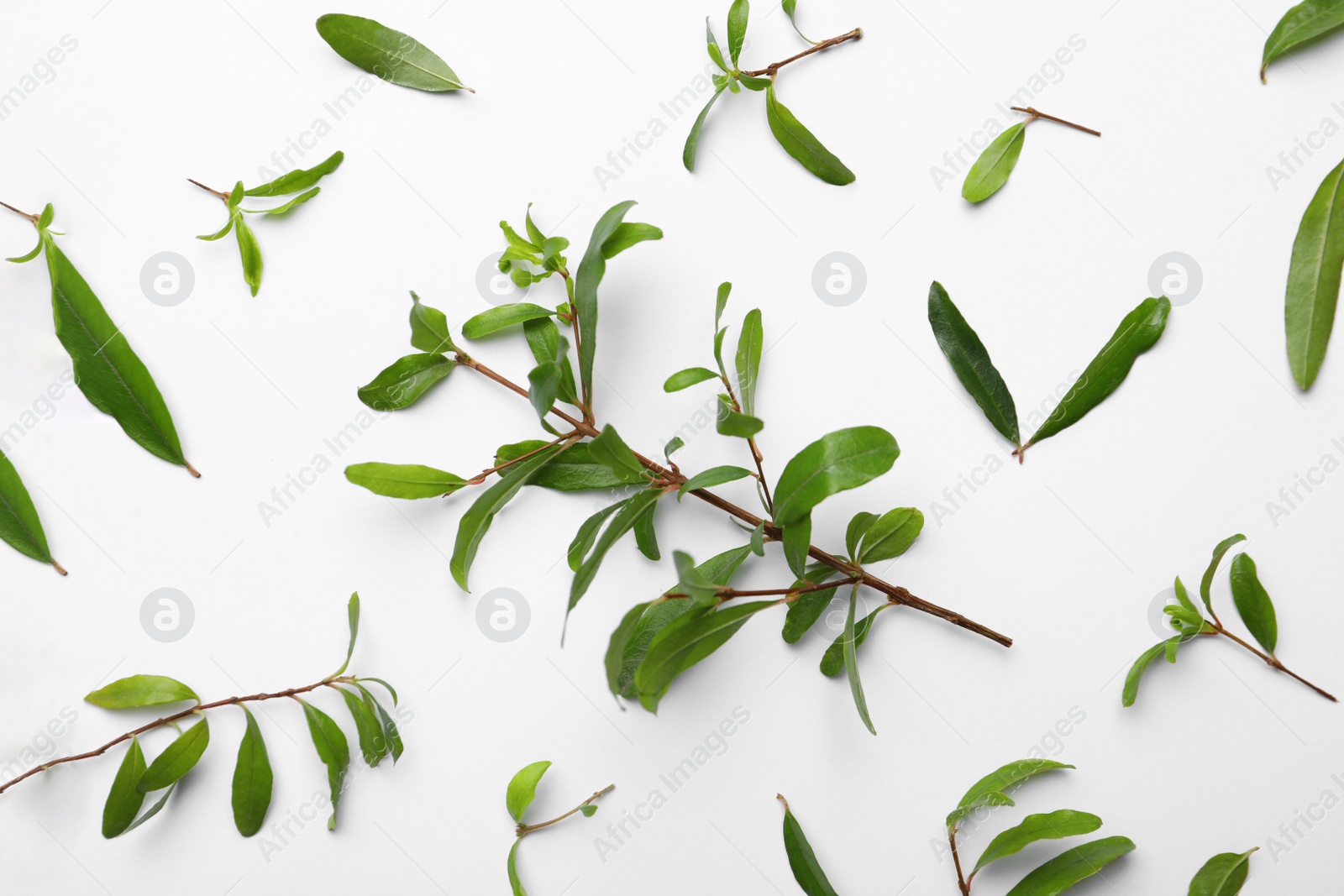 Photo of Pomegranate branches with green leaves on white background, flat lay