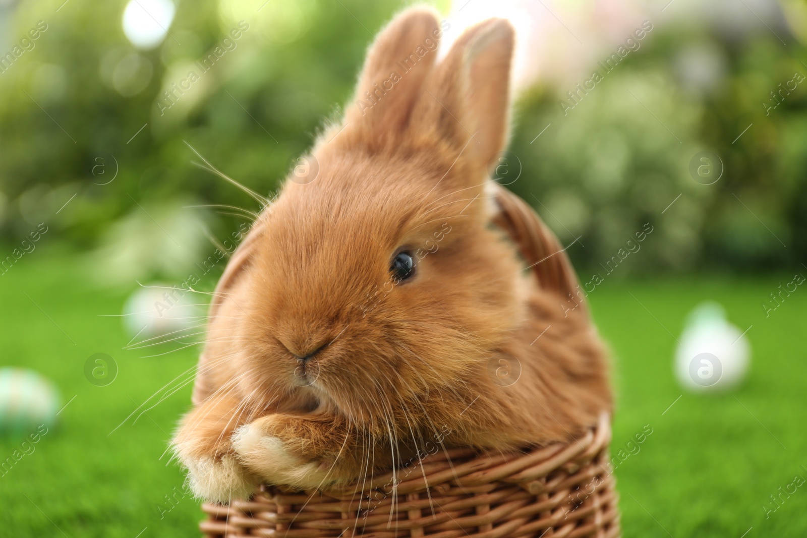 Photo of Adorable fluffy bunny in wicker basket outdoors, closeup. Easter symbol