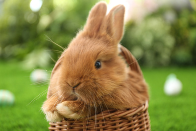 Adorable fluffy bunny in wicker basket outdoors, closeup. Easter symbol