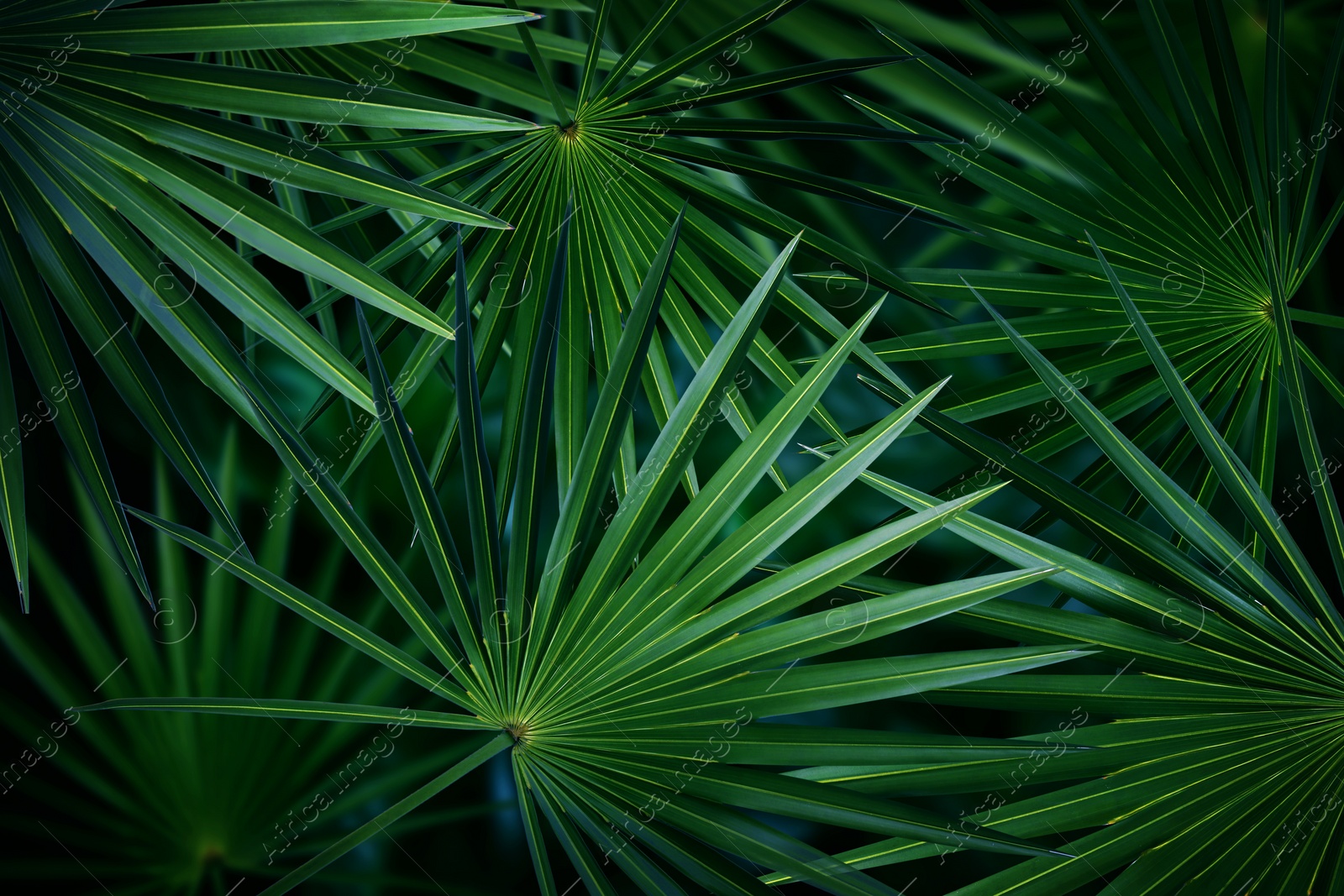 Image of Many bright green tropical leaves as background