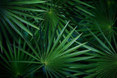 Many bright green tropical leaves as background