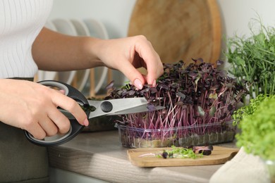 Photo of Woman with scissors cutting fresh radish microgreens at countertop in kitchen, closeup