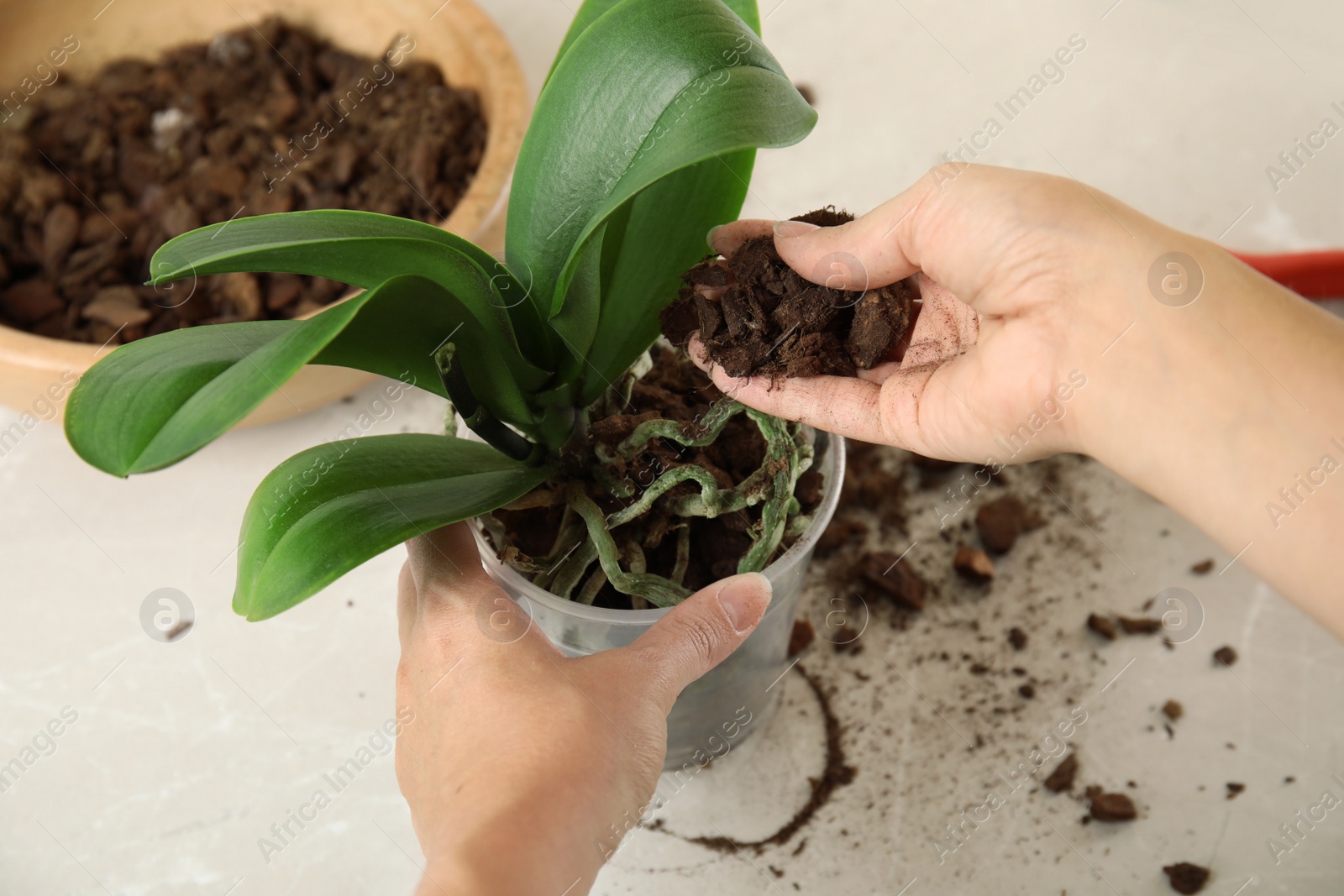 Photo of Woman transplanting orchid plant on table, closeup