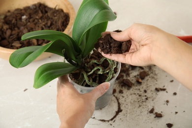 Photo of Woman transplanting orchid plant on table, closeup