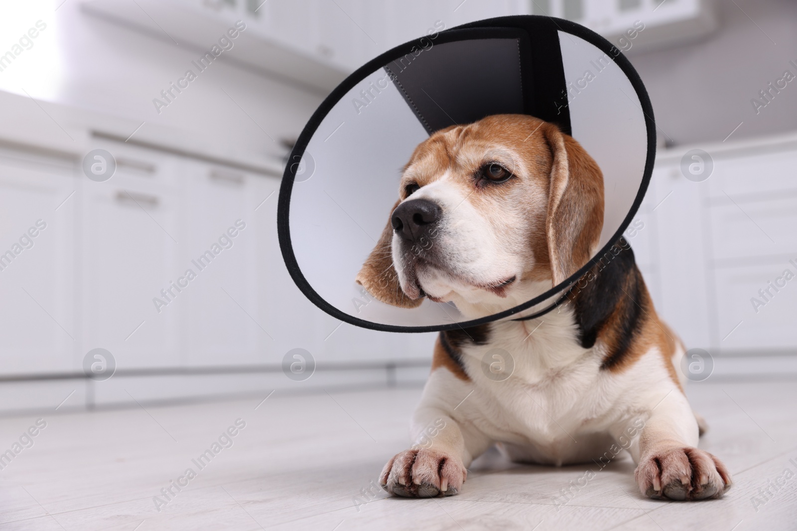 Photo of Adorable Beagle dog wearing medical plastic collar on floor indoors