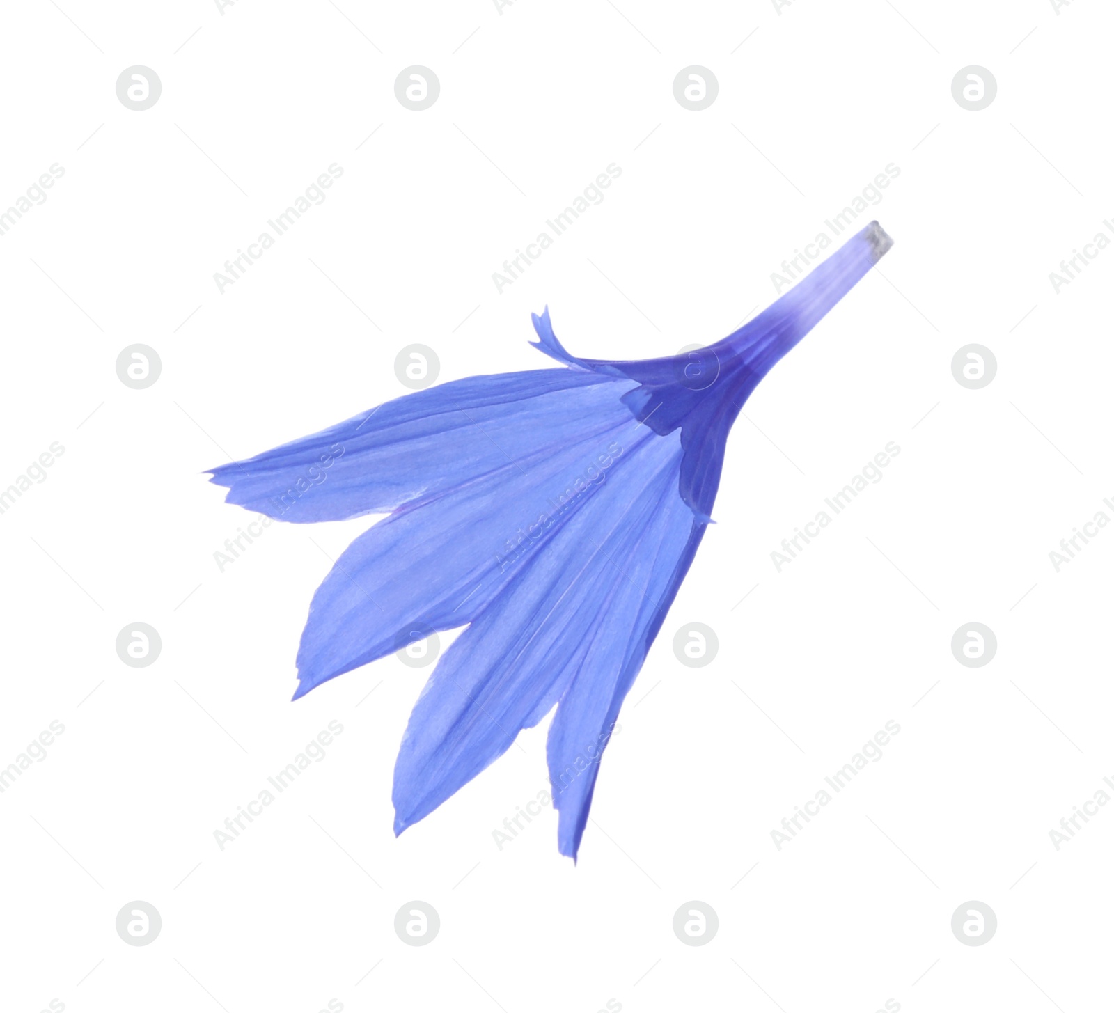 Photo of Petals of blue cornflower isolated on white