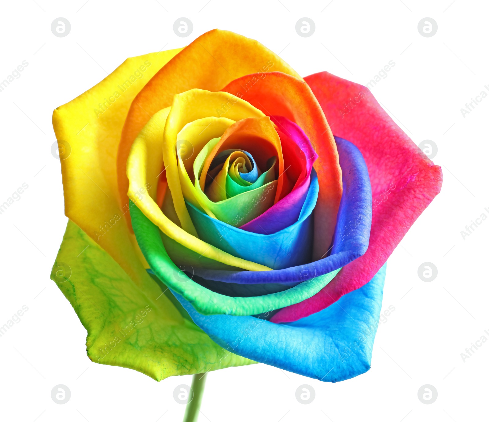 Photo of Amazing rainbow rose flower on white background