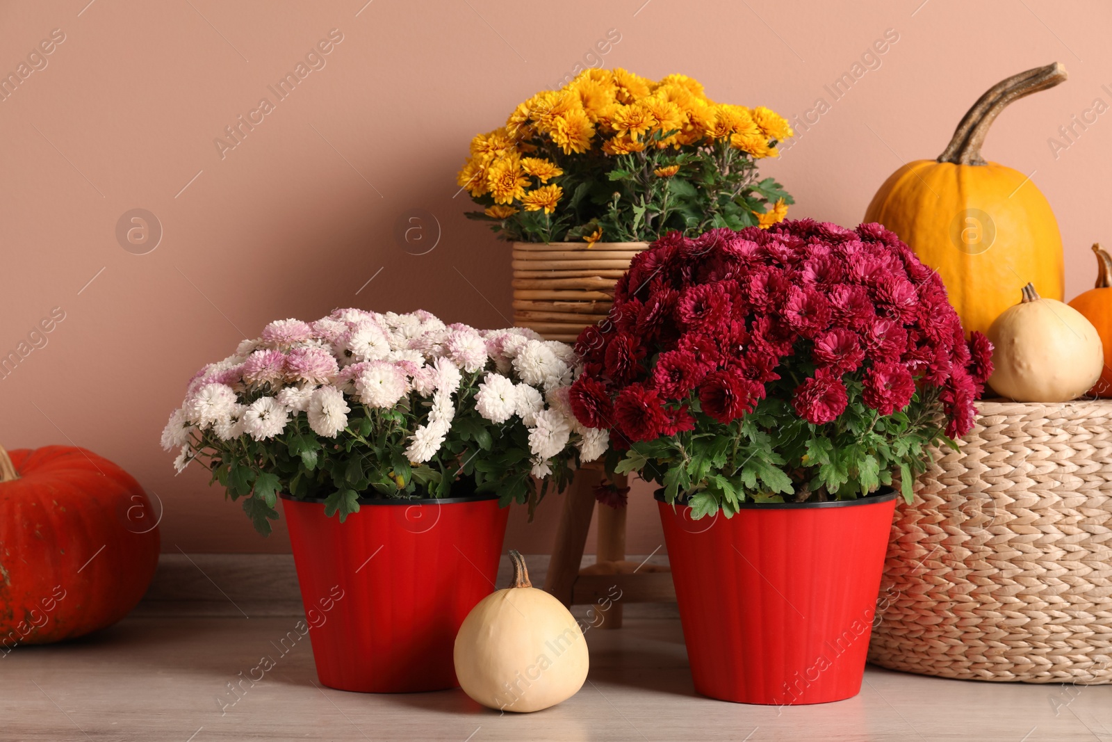 Photo of Beautiful potted fresh chrysanthemum flowers and pumpkins near pale pink wall