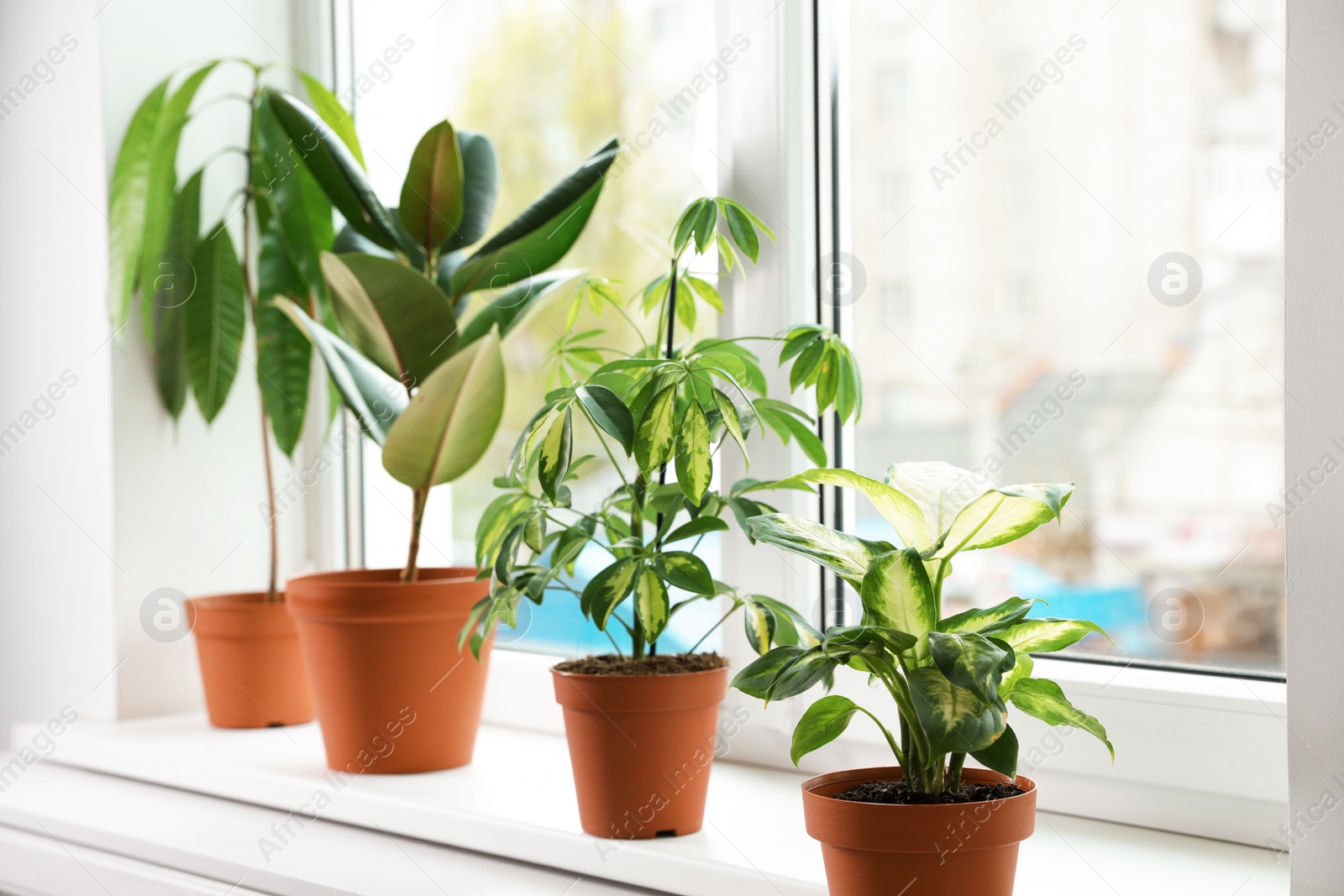 Photo of Different indoor plants on window sill at home