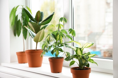 Different indoor plants on window sill at home