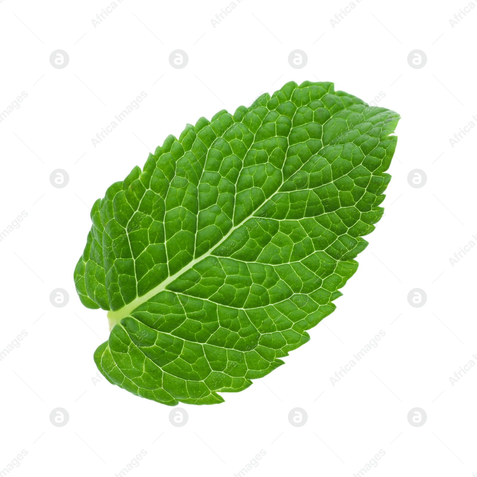 Photo of Fresh green mint leaf isolated on white