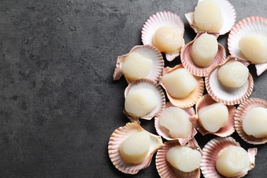 Photo of Many fresh raw scallops in shells on grey table, flat lay. Space for text