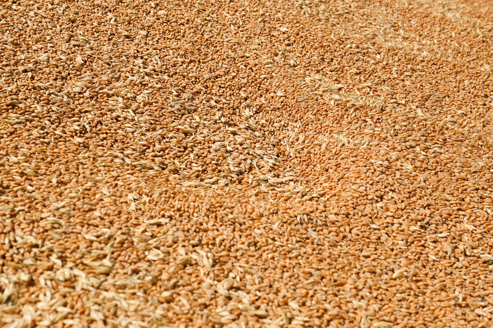 Photo of Pile of wheat grains as background, closeup view