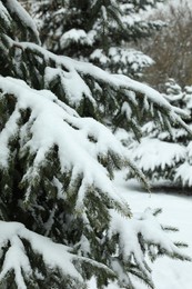 Photo of Fir tree covered with snow on winter day