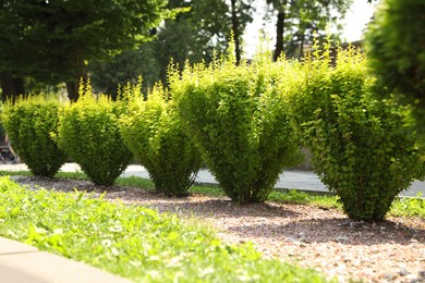 Photo of Barberry shrubs growing outdoors. Gardening and landscaping