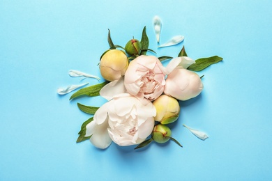 Beautiful blooming peony flowers on color background, top view